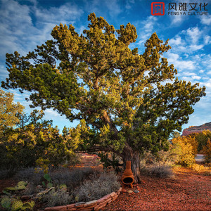 俄罗斯美女性爱
